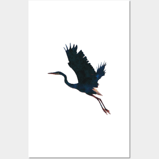 Great Blue Heron Flying Posters and Art